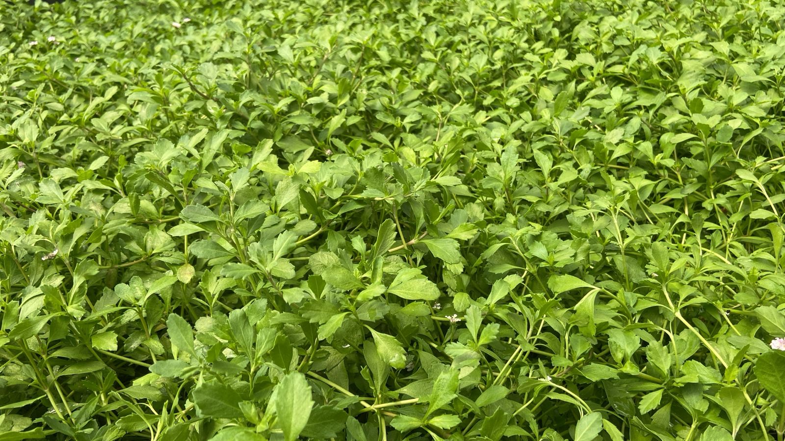 Proyecto Tiqui Tiqui 04 - resultado